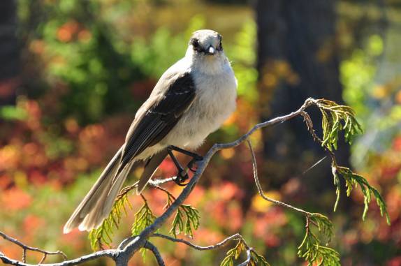 Pássaros nos acompanham no Forbidden Plateau, a parte alta do Strathcona Provincial Park, em Vancouver Island, oeste do Canadá